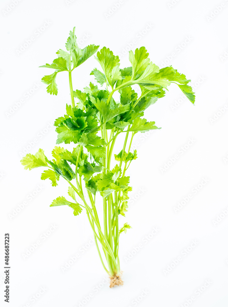 One fresh organic vegetable celery on a white background