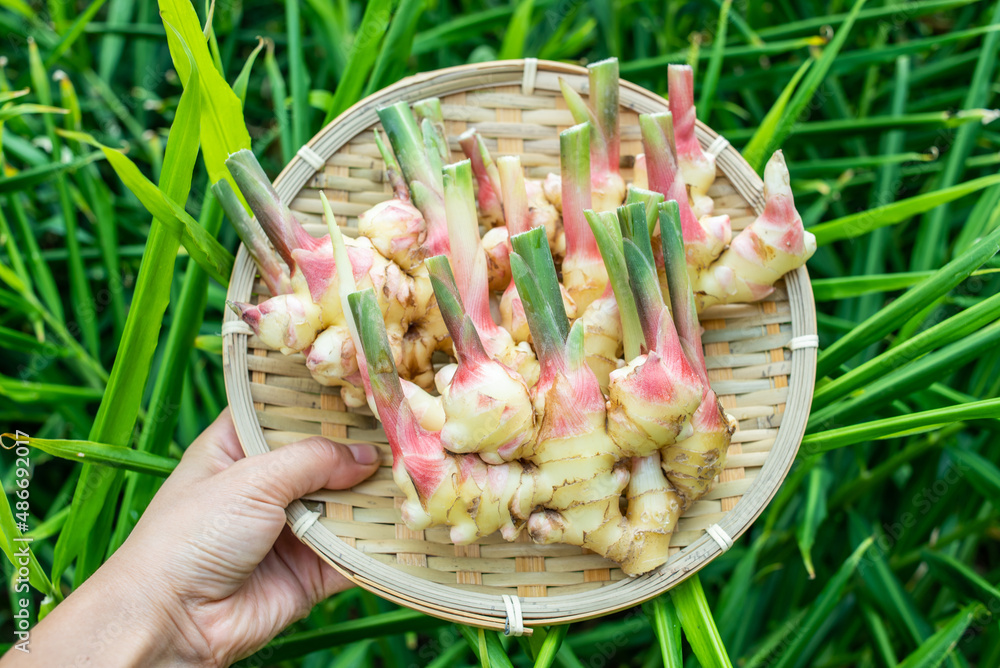 Hand holding a bamboo plate of fresh tender ginger