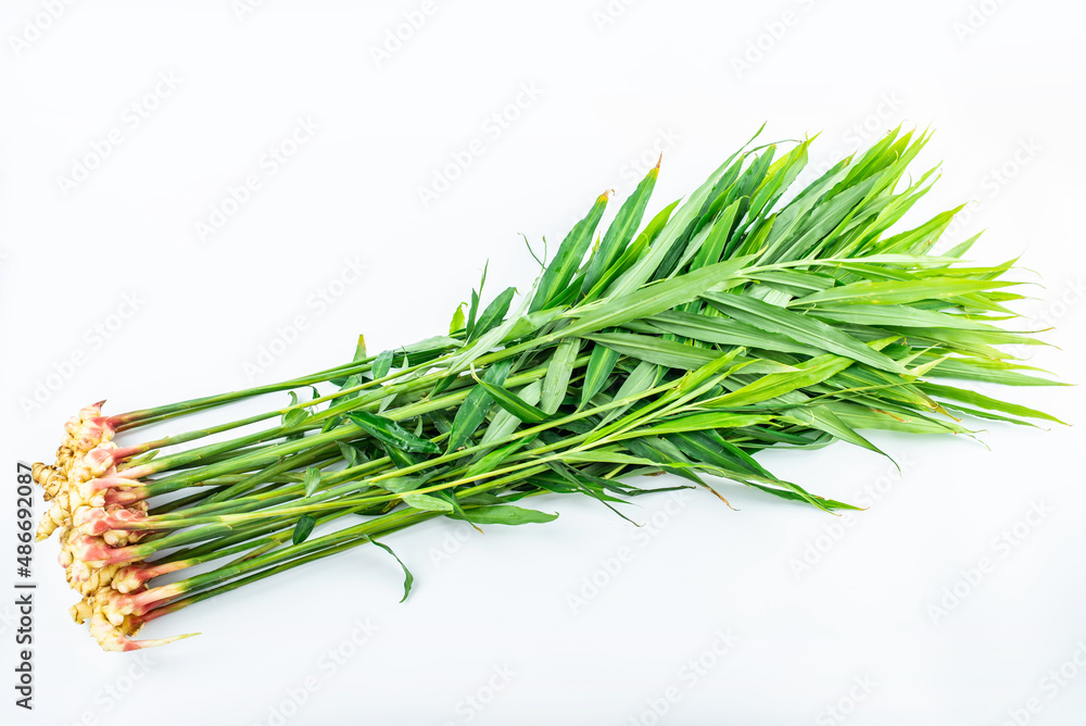 A fresh young ginger with leaves on a white background