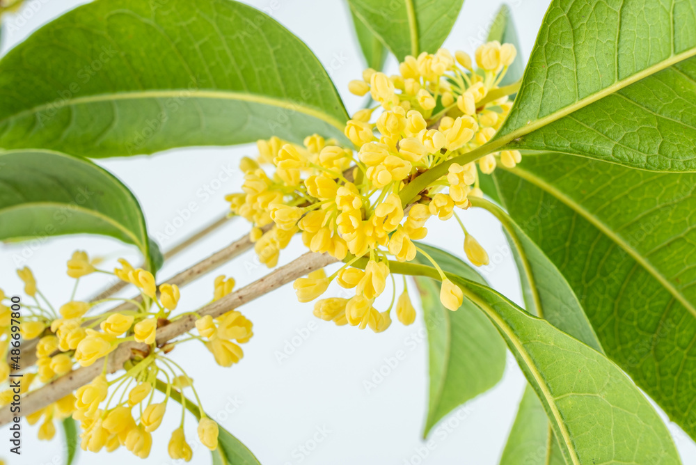 白底桂花枝