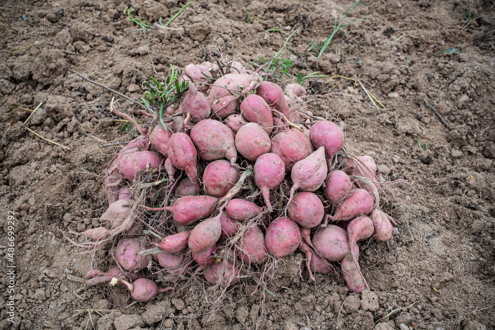 Pile of harvested sweet potatoes in autumn field