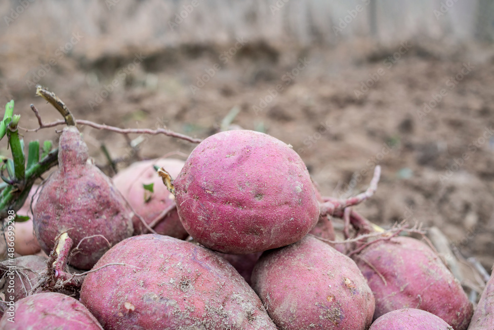 Pile of harvested sweet potatoes in autumn field