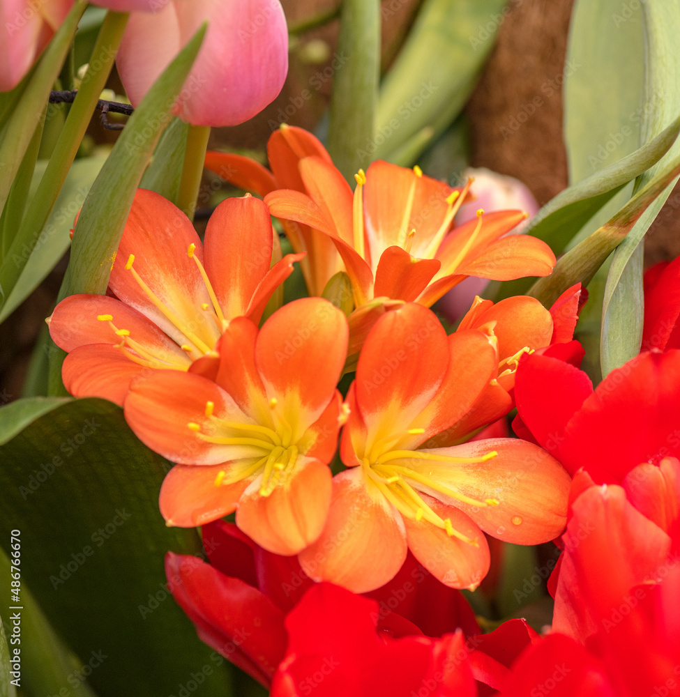 Clivia flowers in garden. Blooming clivia flowers. Springtime.