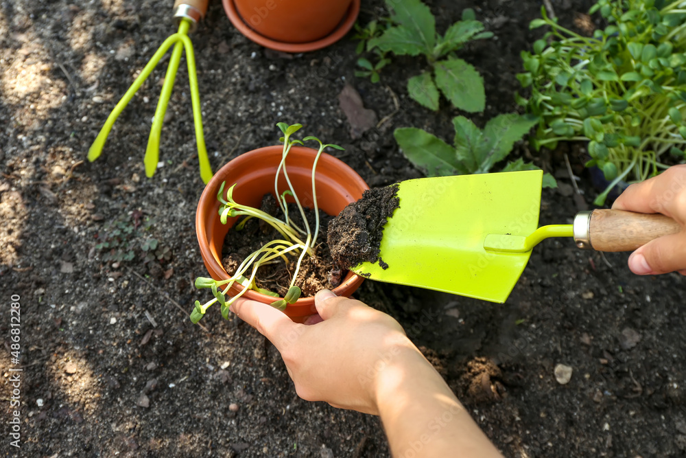 温室里种植幼苗的女园丁，特写