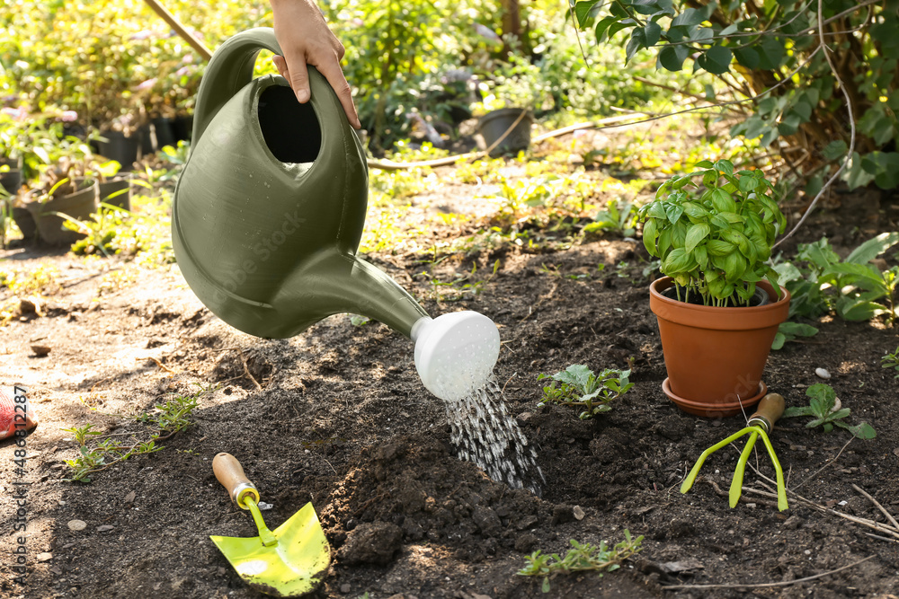 Female gardener using watering can in greenhouse