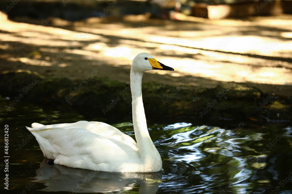 Beautiful white swan swimming in lake