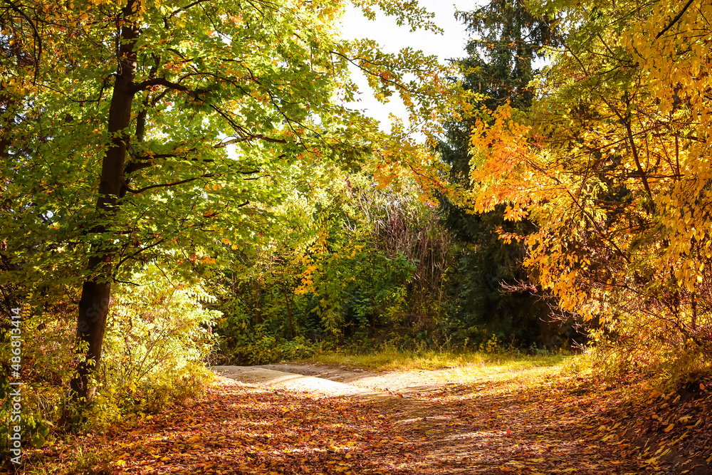 View of different trees in autumn park