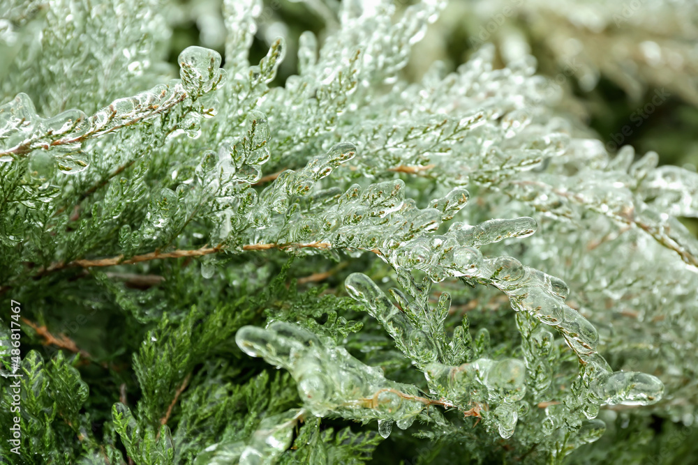 Closeup view of icy coniferous bush on cold winter day