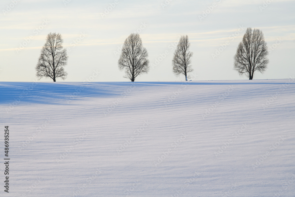 四棵树站在薄薄的积雪中的空地上