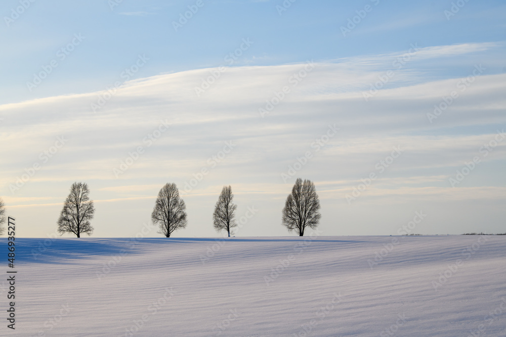 Four trees stand among an empty field in a thin snow cover