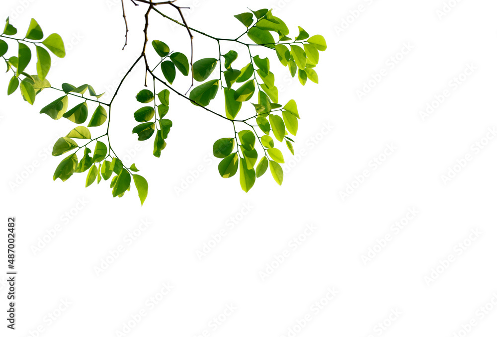 Green leaves and branches isolated on a white background