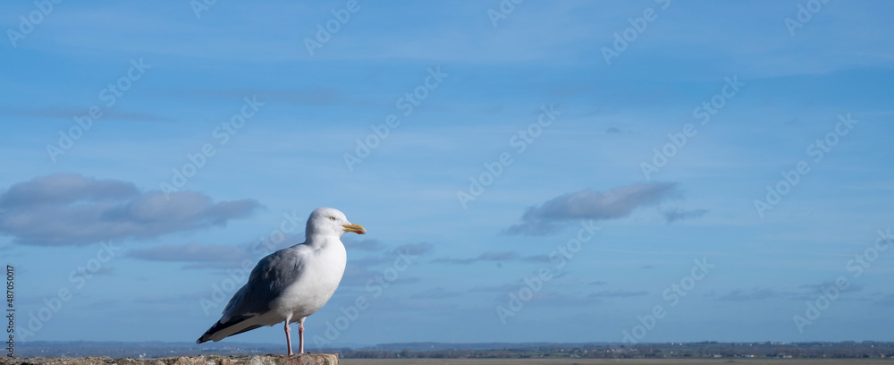 Mouettes sur la côte normande autour du Mont Saint-Michel