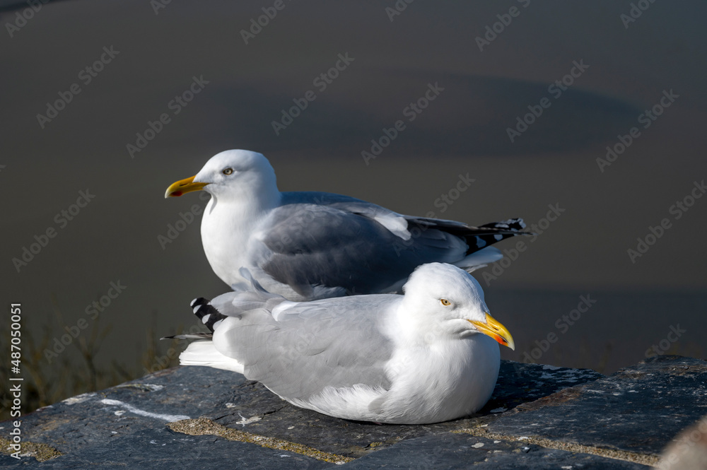 Mouettes sur la côte normande autour du Mont Saint-Michel