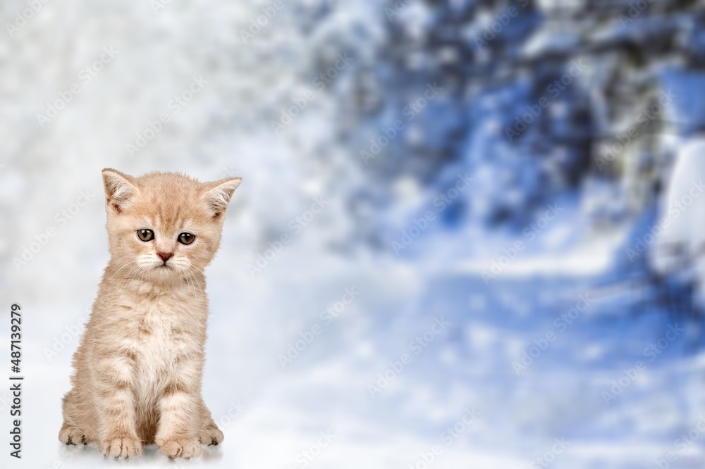 雪地里可爱小猫的肖像，以冬季森林为背景。