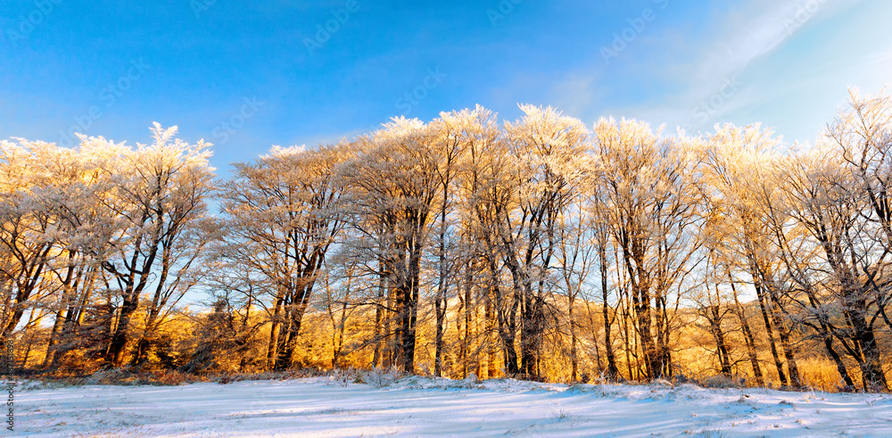 雪山冬季背景上的树木线条