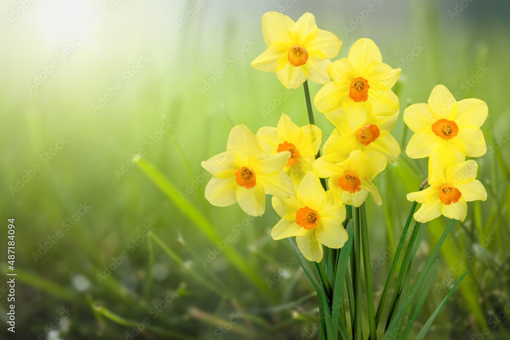 花园里新鲜美丽的水仙花