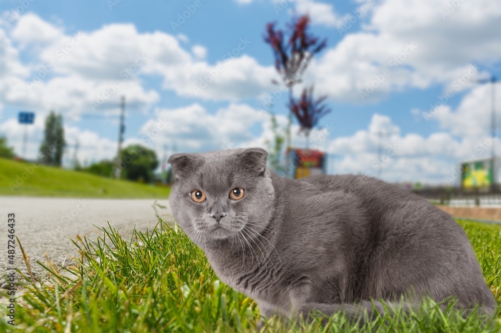 可爱的小猫在外面的草地上行走