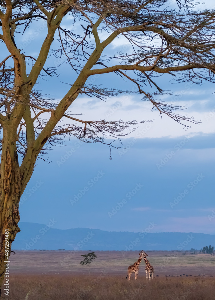 cute giraffes and Acacia trees on African savannah 