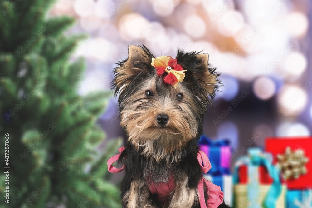 Cute domestic dog posing in christmas setting