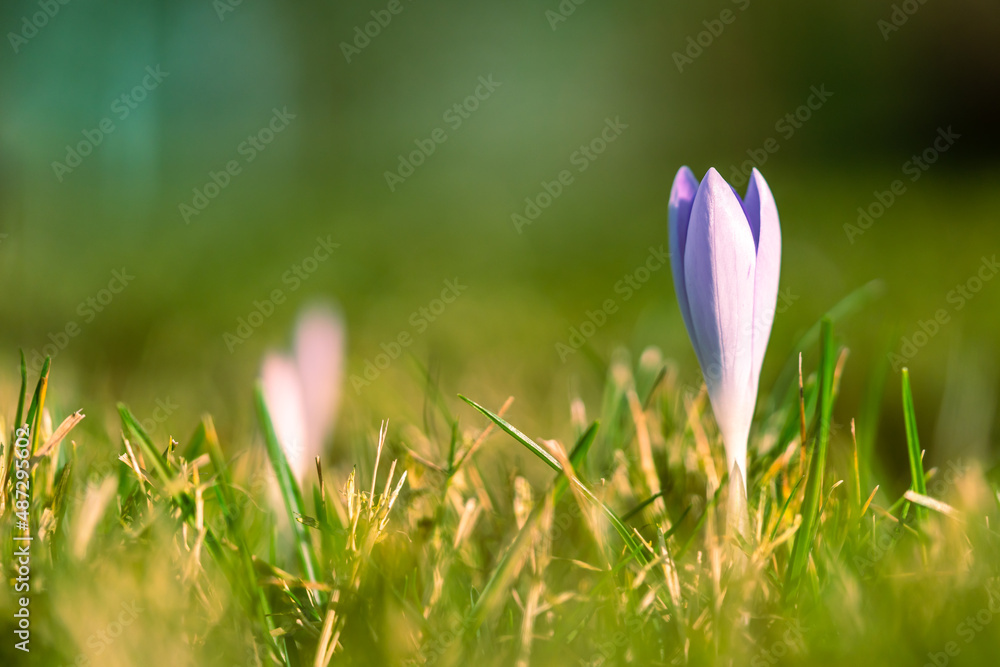 Purple crocus in early spring