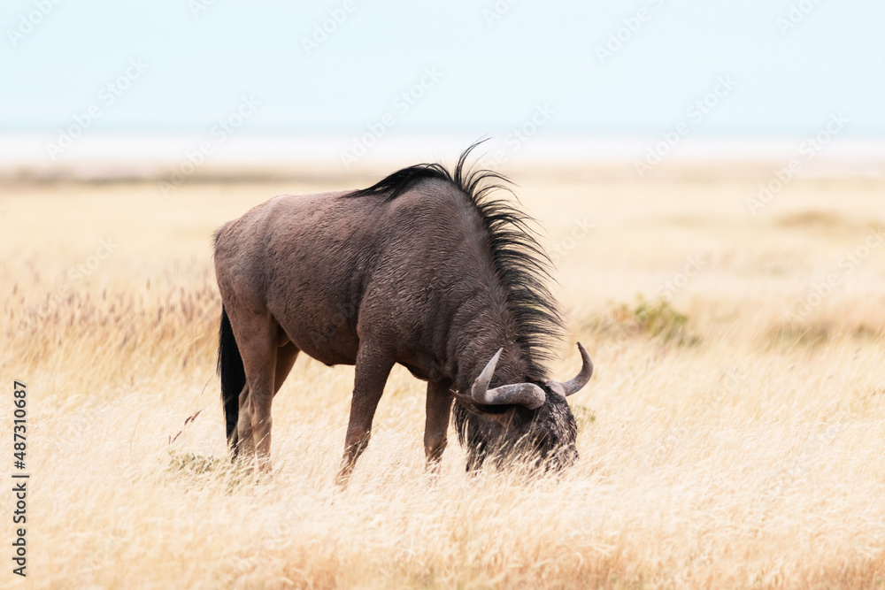 大型非洲羚羊Gnu（蓝色角马，牛头怪）在黄色干草中行走