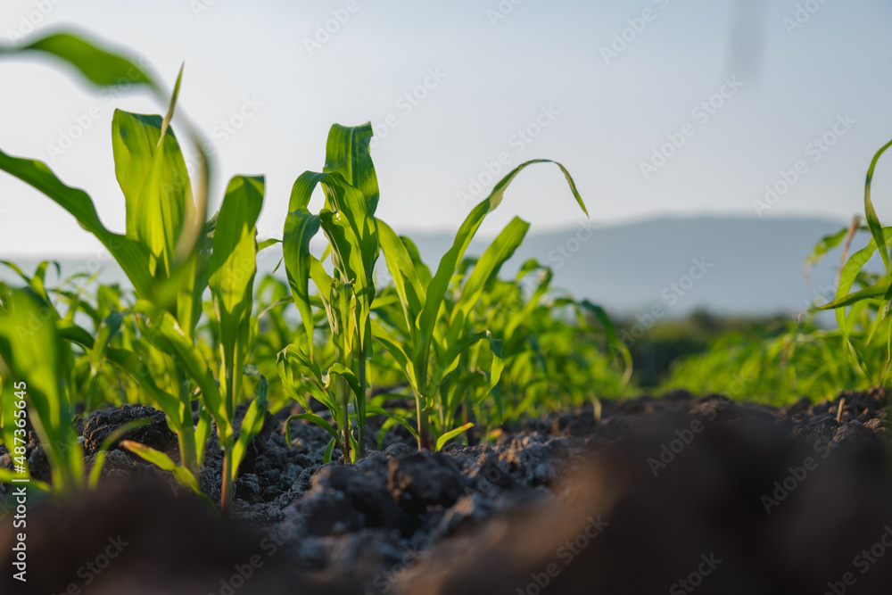 maize corn seedling in the agricultural plantation in the evening, Young green cereal plant growing 