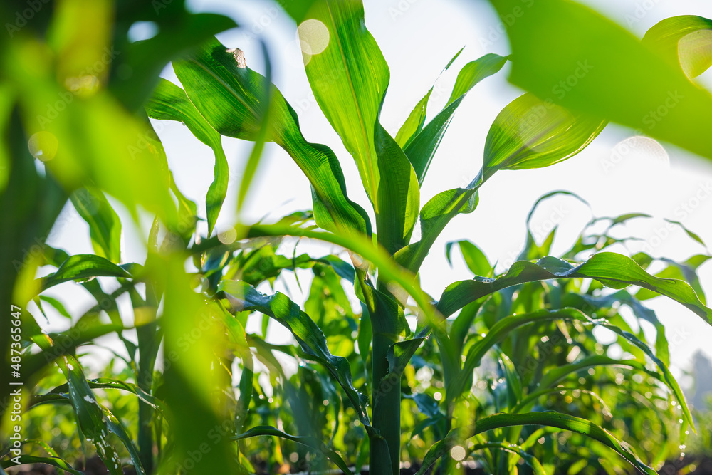 young green maize corn in the agricultural cornfield wets with dew in the morning, animal feed agric