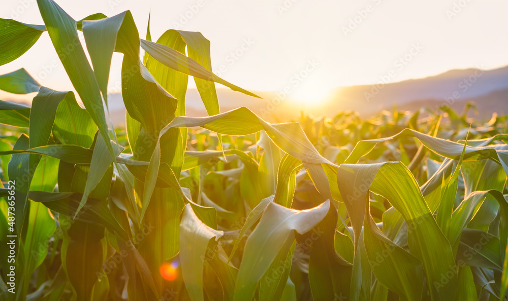 maize corn crops in agricultural plantation with the sunset, cereal plant, animal feed agricultural 