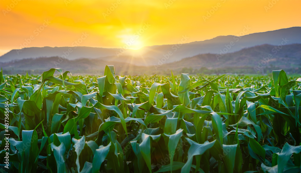 maize corn crops in agricultural plantation with the sunset, cereal plant, animal feed agricultural 