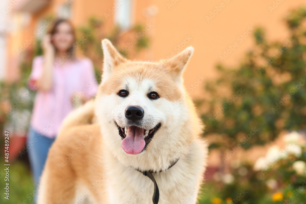 Cute Akita Inu dog with owner walking outdoors, closeup