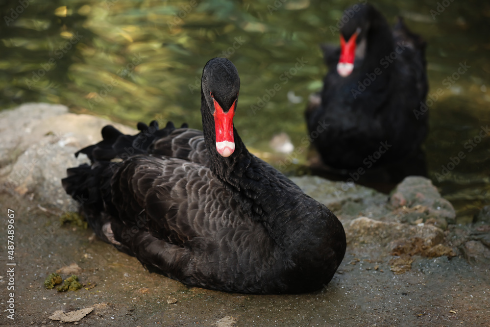 Beautiful black swans in zoological garden