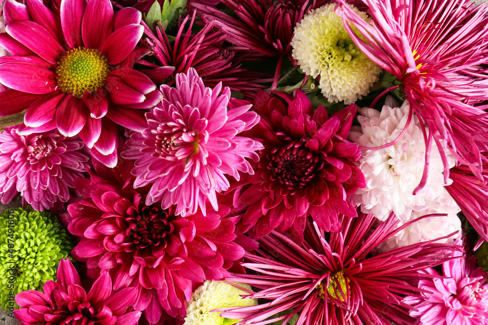 Fresh chrysanthemum flowers as background, closeup