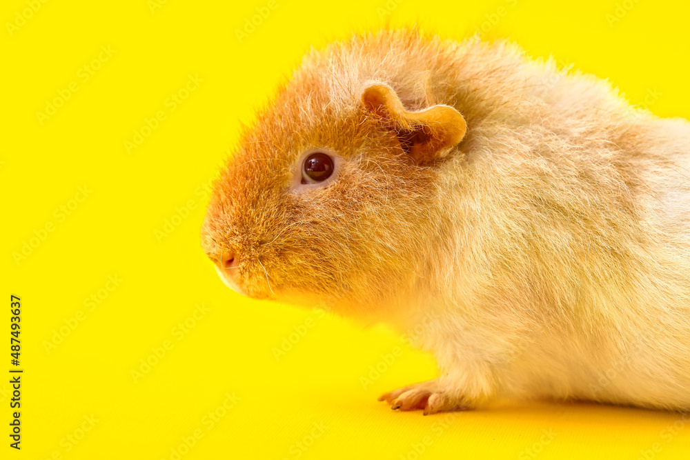 Funny Guinea pig on yellow background