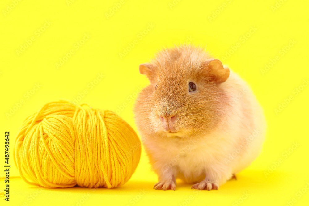 Funny Guinea pig and knitting yarn on yellow background