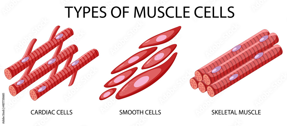 白色背景下的肌肉细胞类型