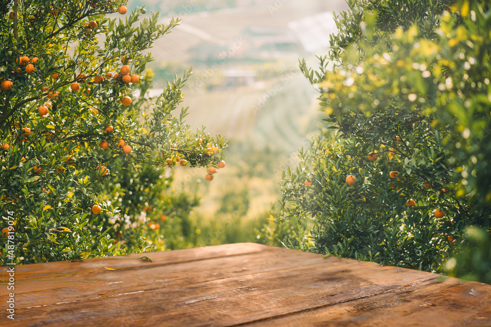 Empty wood table with free space over orange trees, orange field background. For product display mon