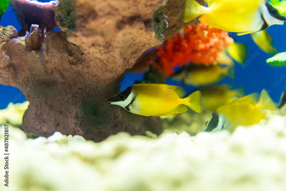 fish in aquarium