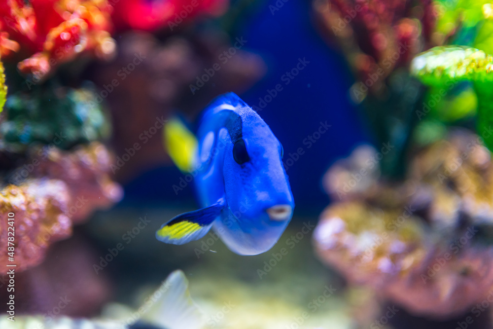 fish in aquarium