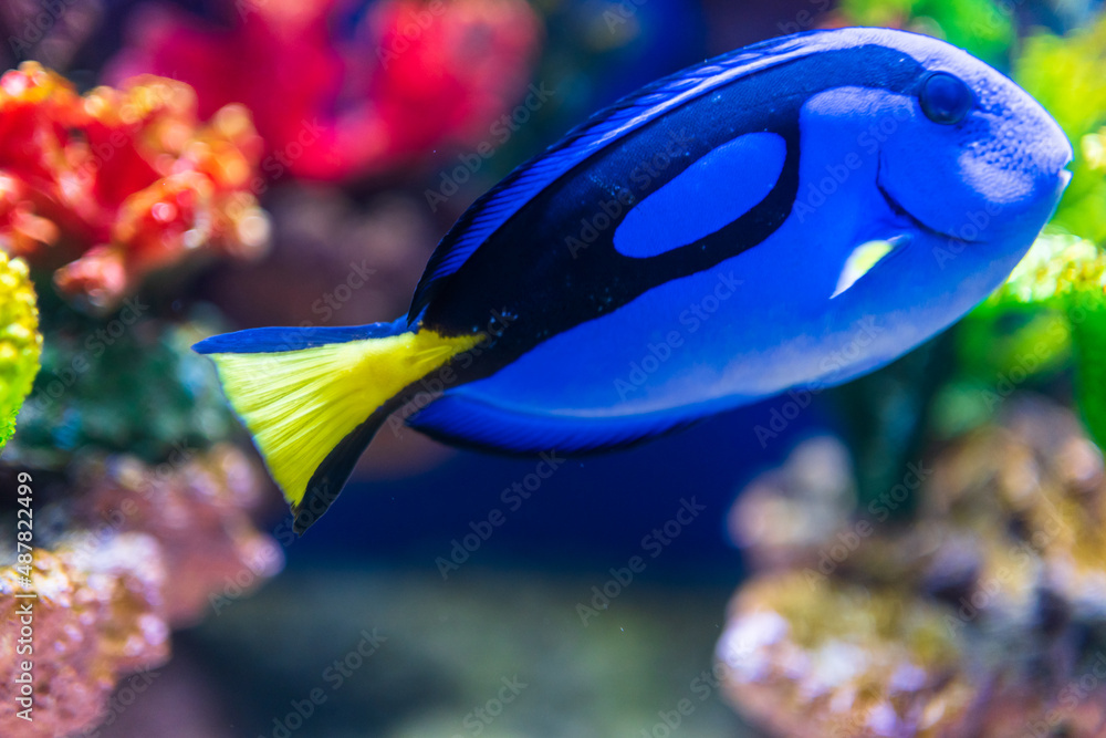 水族馆里的鱼