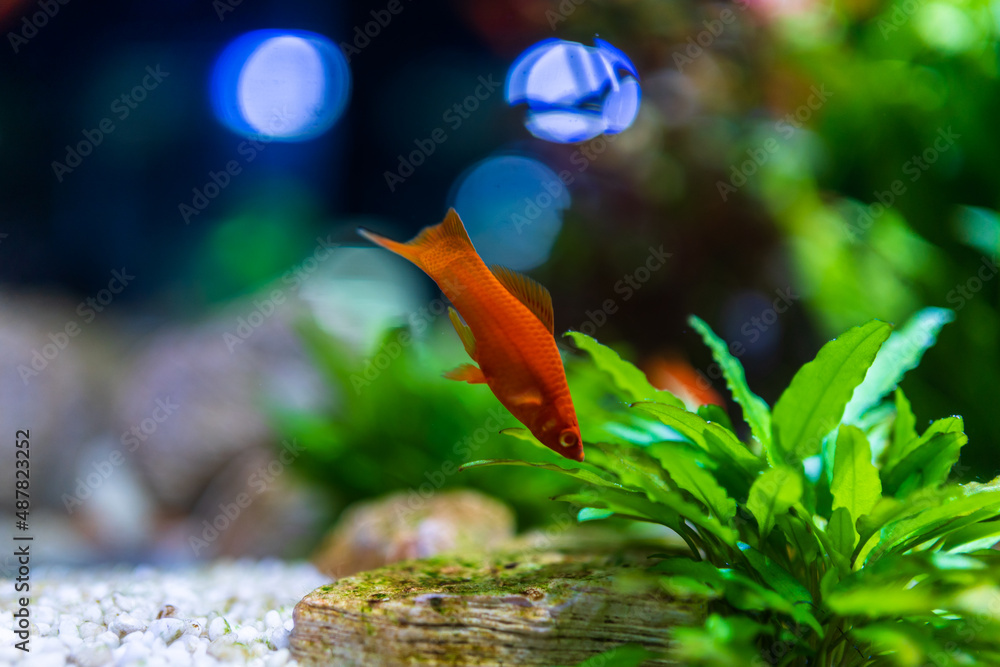 fish in aquarium