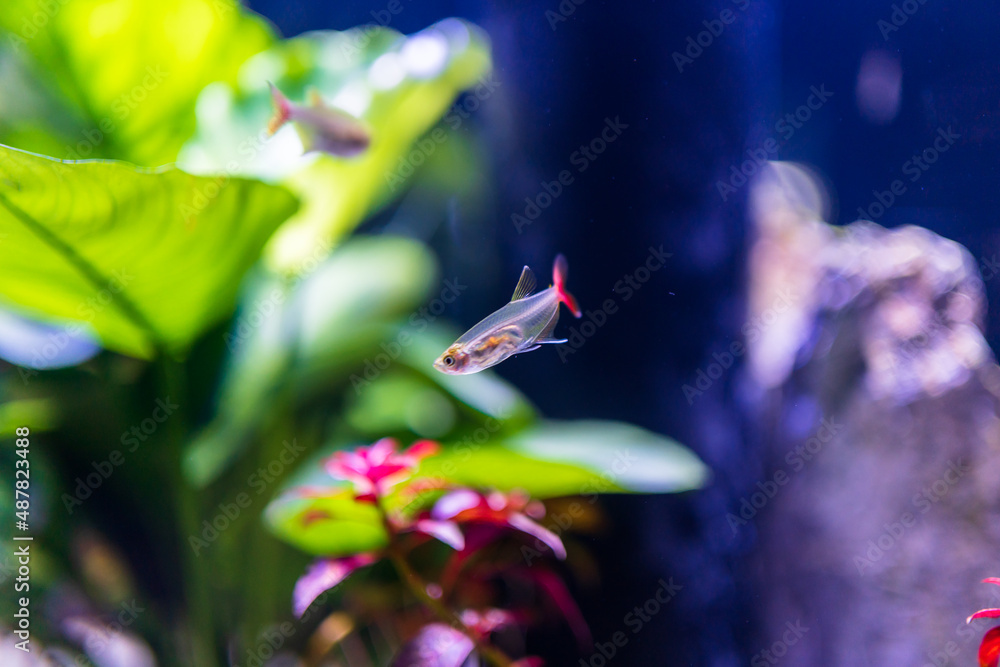 fish in aquarium