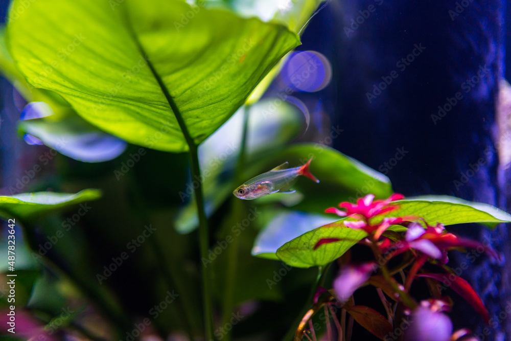 fish in aquarium