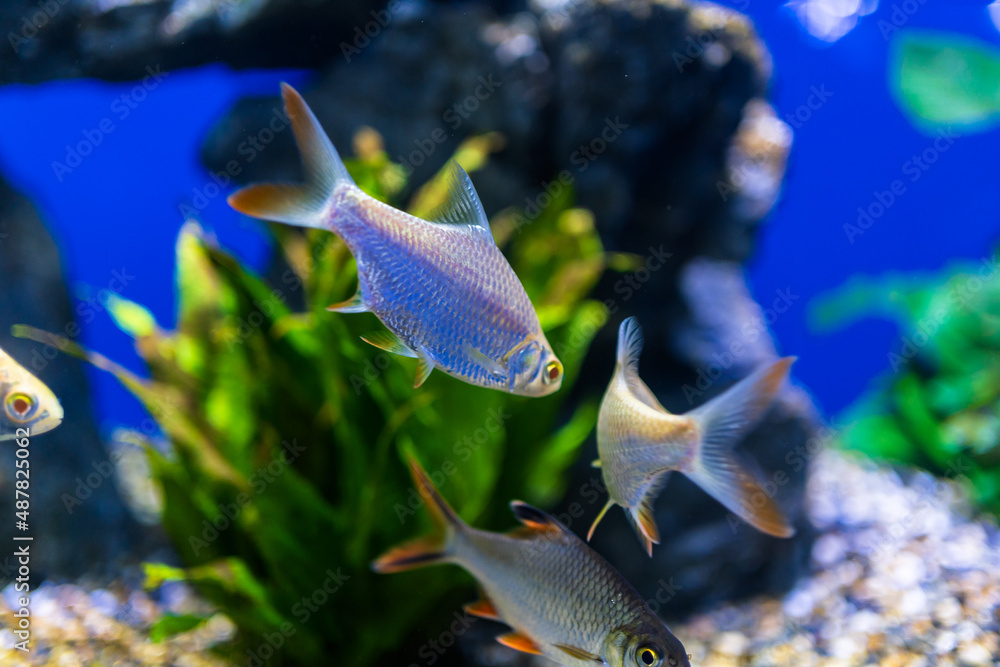 水族馆里的鱼