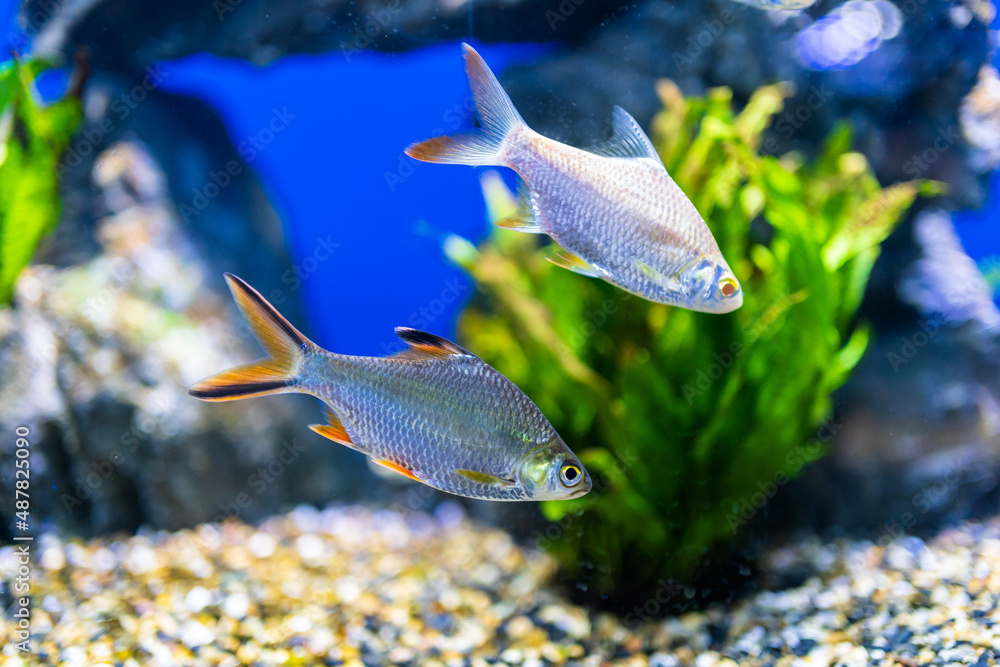 水族馆里的鱼