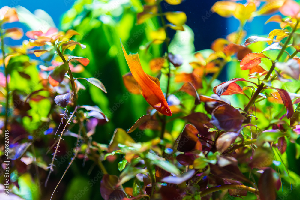 fish in aquarium