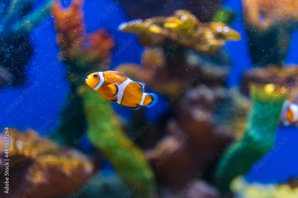 水族馆里的鱼