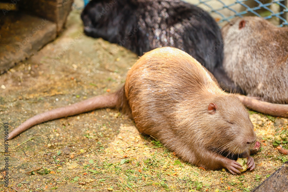 Cute nutrias in zoological garden