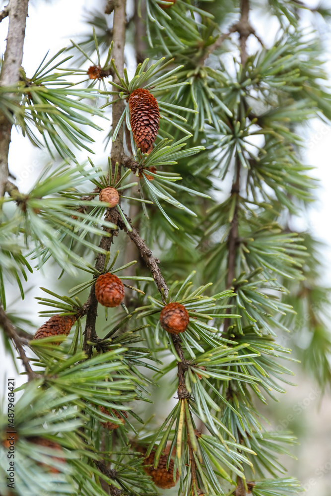 Green pine tree branches with cones on winter day