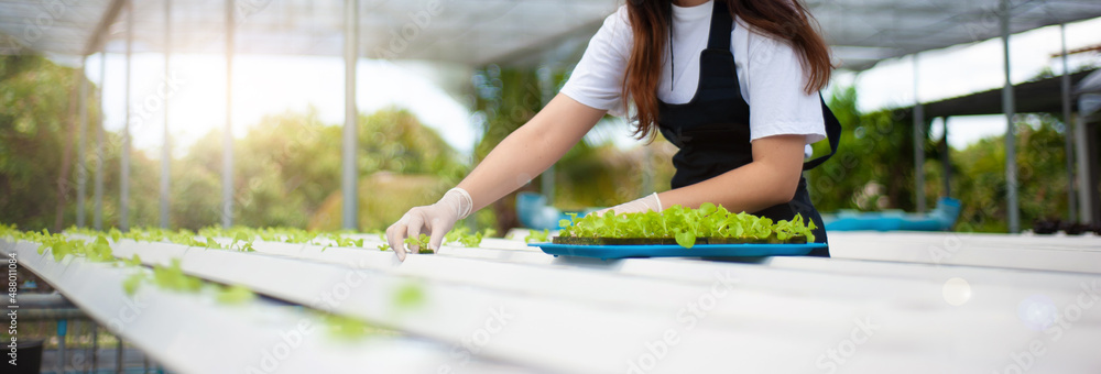 年轻的农民正在水培菜地里种植蔬菜幼苗。