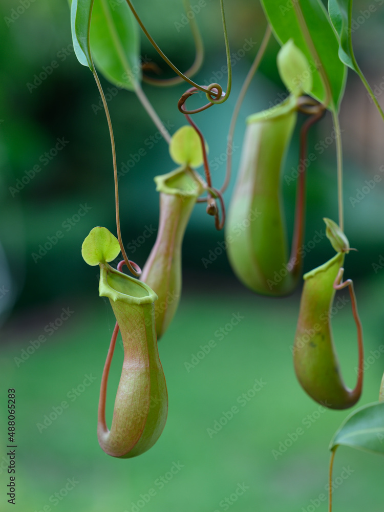 Tropical Carnivorous Flowers Nepentes exotic flowers closeup